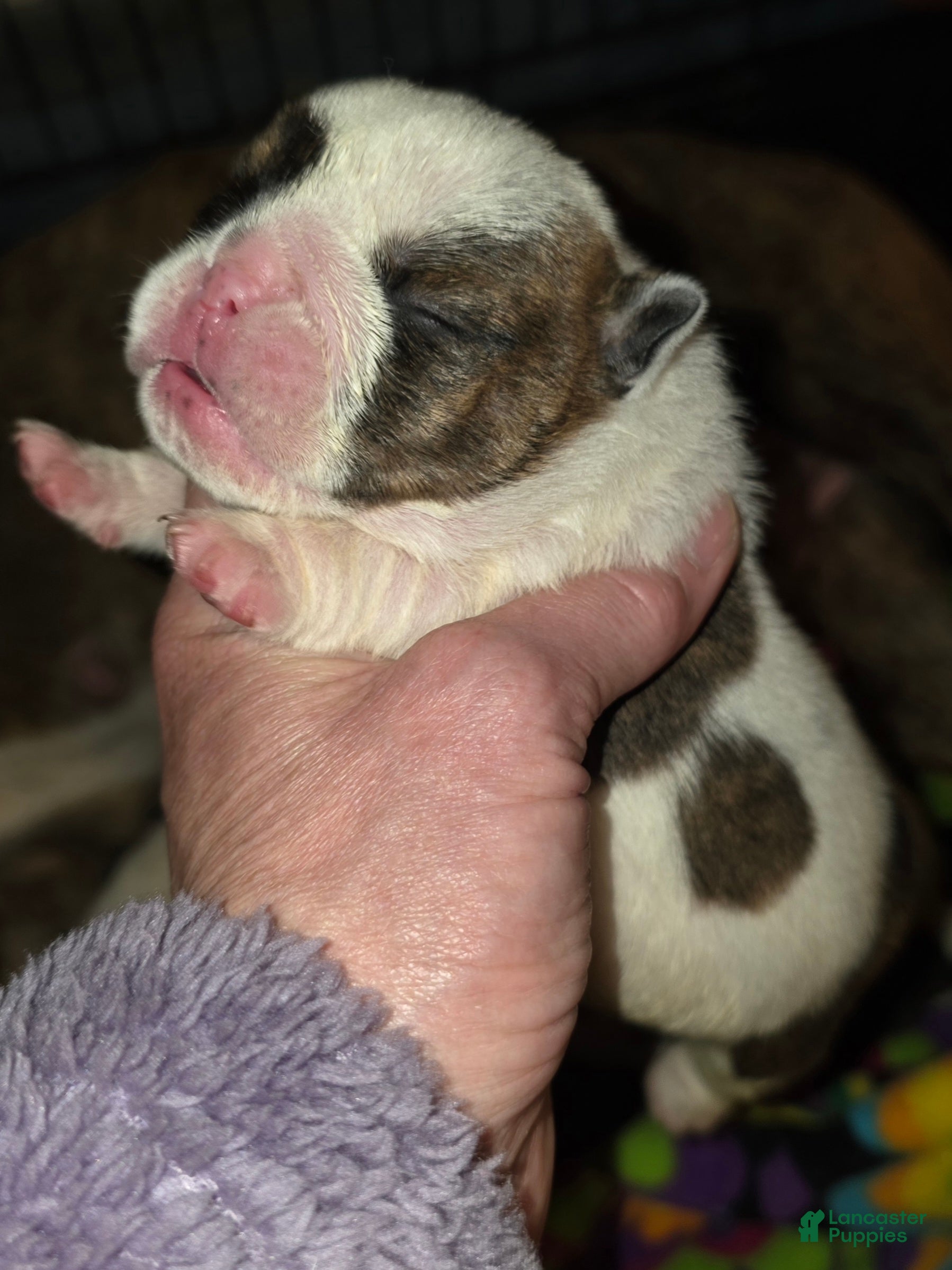 English Bulldog dogs Ethal - Ad 1