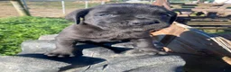 Cane Corso dogs for sale: Cooper - Ad 11