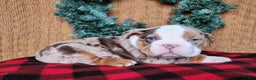 English Bulldog dogs for sale: Frisco - Ad 7