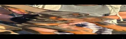 Doberman Pinscher dogs for sale: Doberman Pinscher Puppy 2 - Ad 1