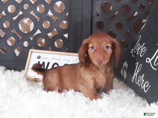 Miniature Dachshund dogs Miniature Dachshund Loki - Ad 19