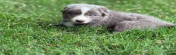 Border Collie dogs for sale: Lilac short hair - Ad 3