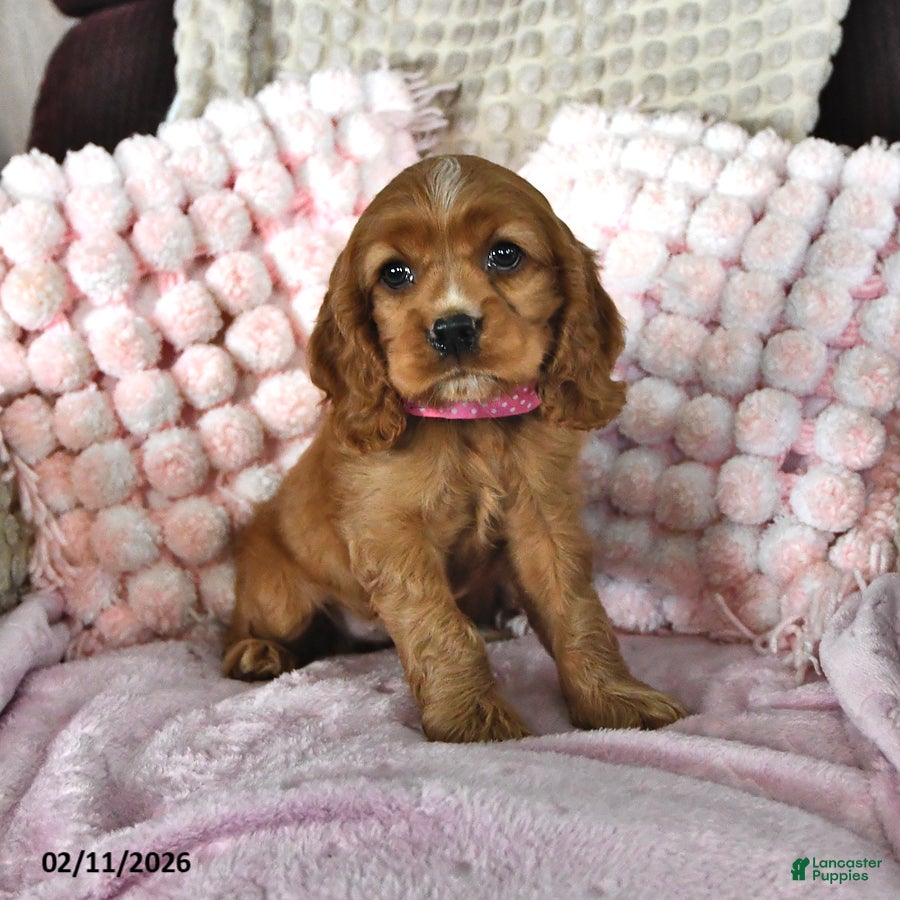 English Cocker Spaniel dogs SaraLyn - Ad 2