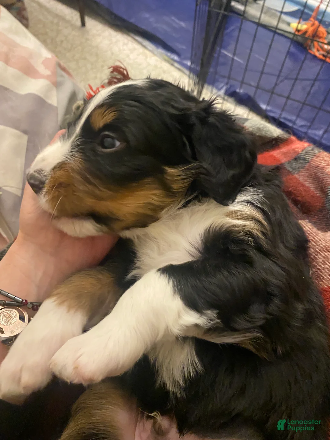 Bernedoodle dogs for sale: Bernedoodle Puppy 1 - Ad 18