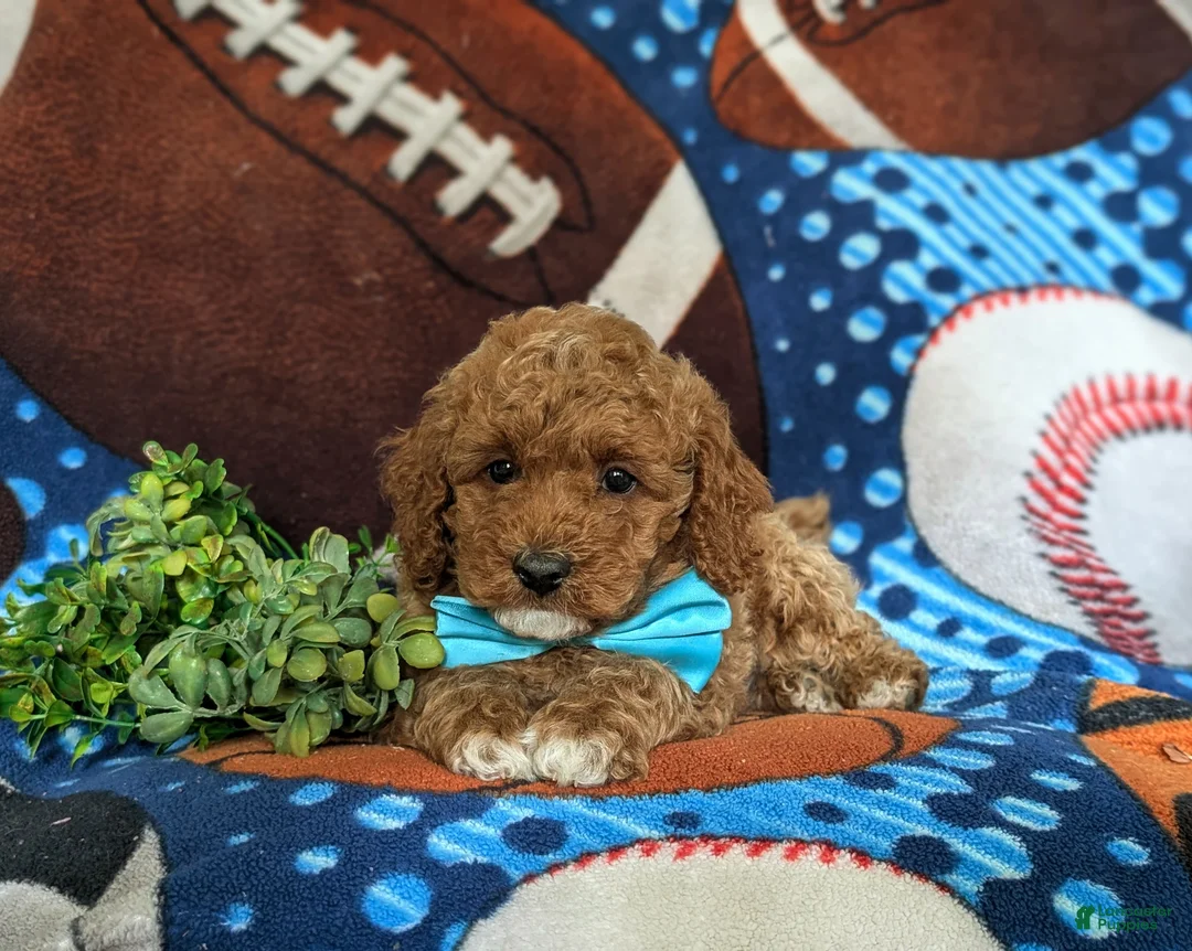 Miniature Poodle dogs for sale: Solomon - Ad 5