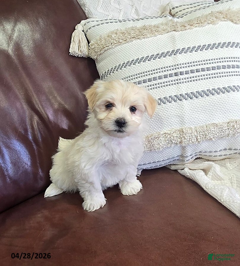 Mixed Breed dogs Cream Puff - Ad 1