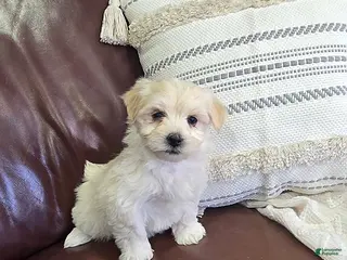 Mixed Breed dogs for sale: Cream Puff - Ad 3