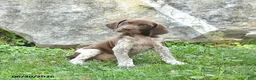 German Shorthaired Pointer dogs for sale: Rocket - Ad 3