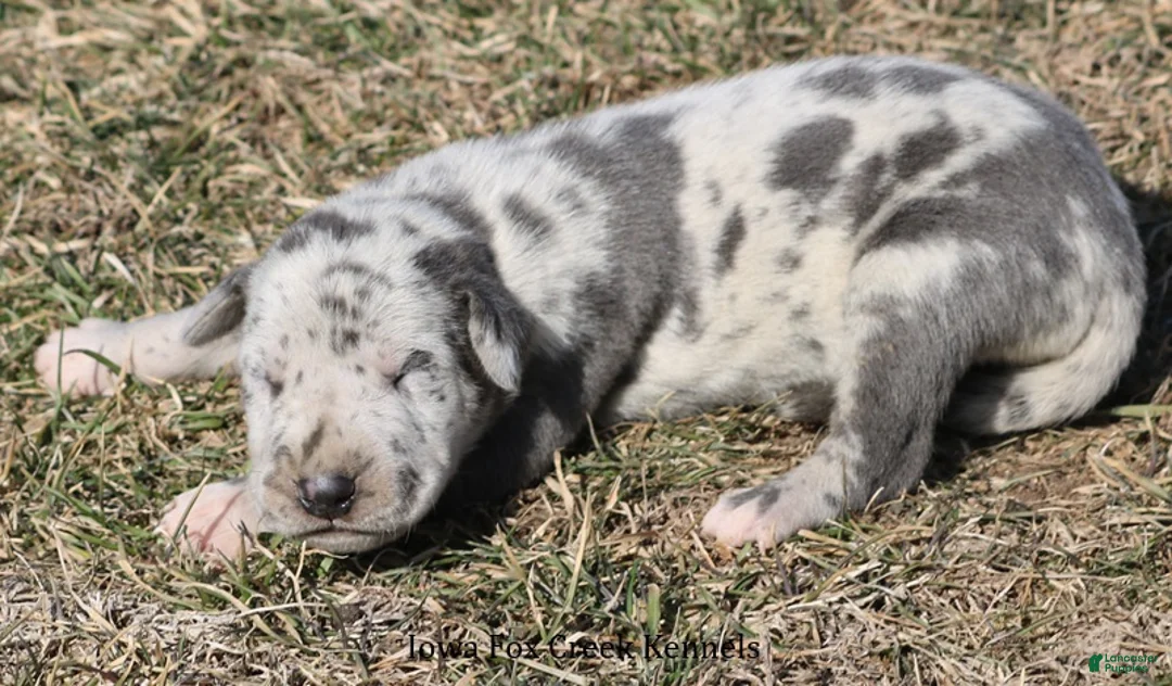 Great Dane dogs for sale: Sophie - Ad 4