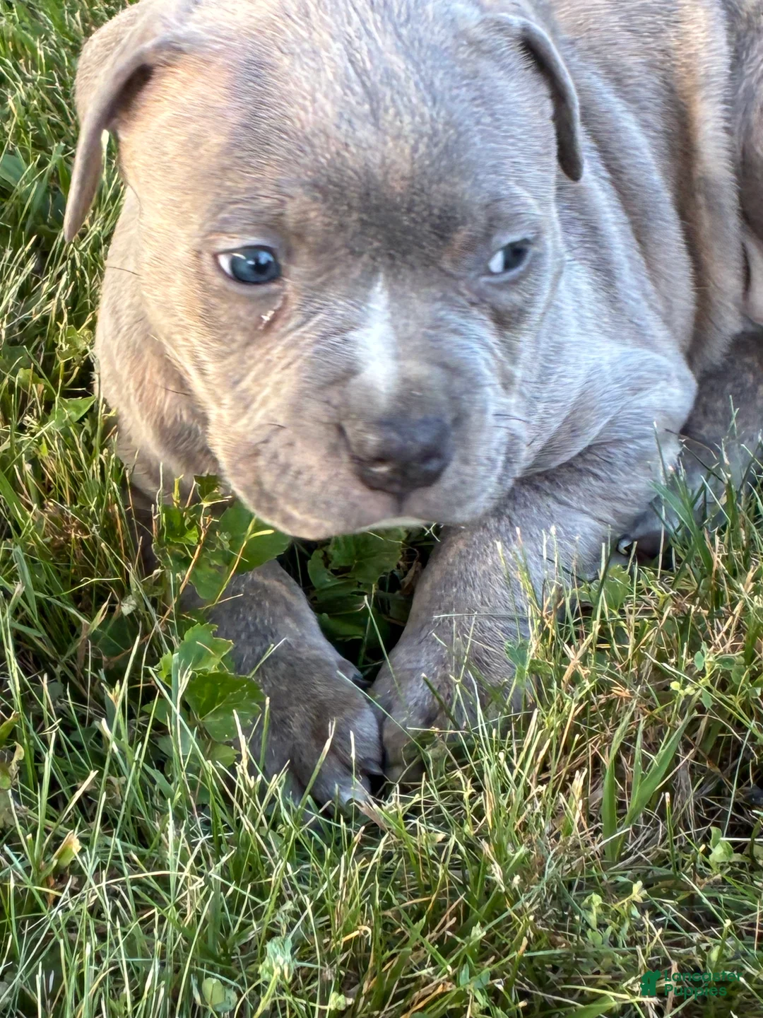 American Bully dogs for sale: Swirl - Ad 1
