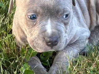 American Bully dogs Swirl - Ad 5