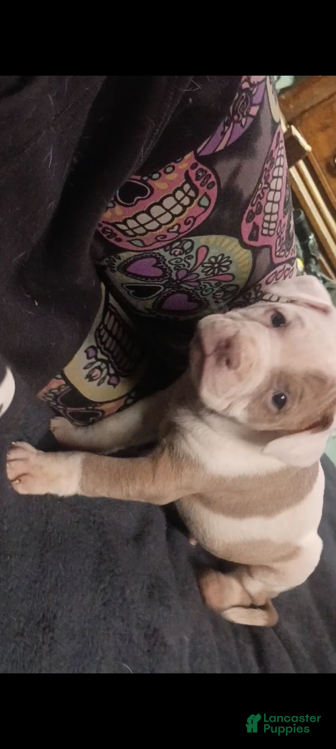 American Staffordshire Terrier dogs for sale: American Staffordshire Terrier Puppy 8 - Ad 3