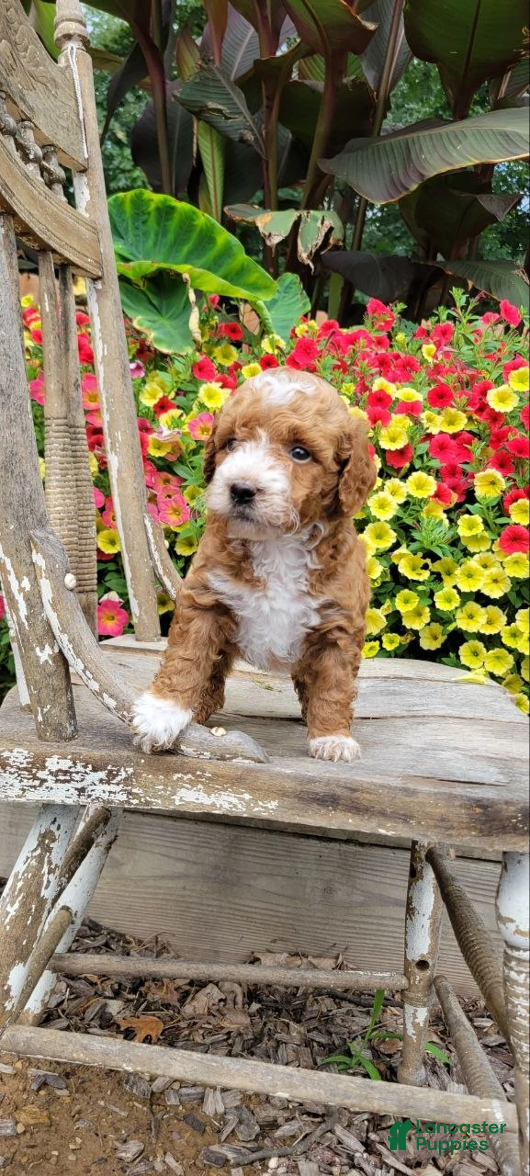 Mini Goldendoodle dogs for sale: Buster - Ad 1