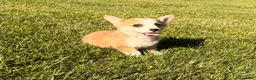 Welsh Corgi Pembroke dogs for sale: Lucy - Ad 16