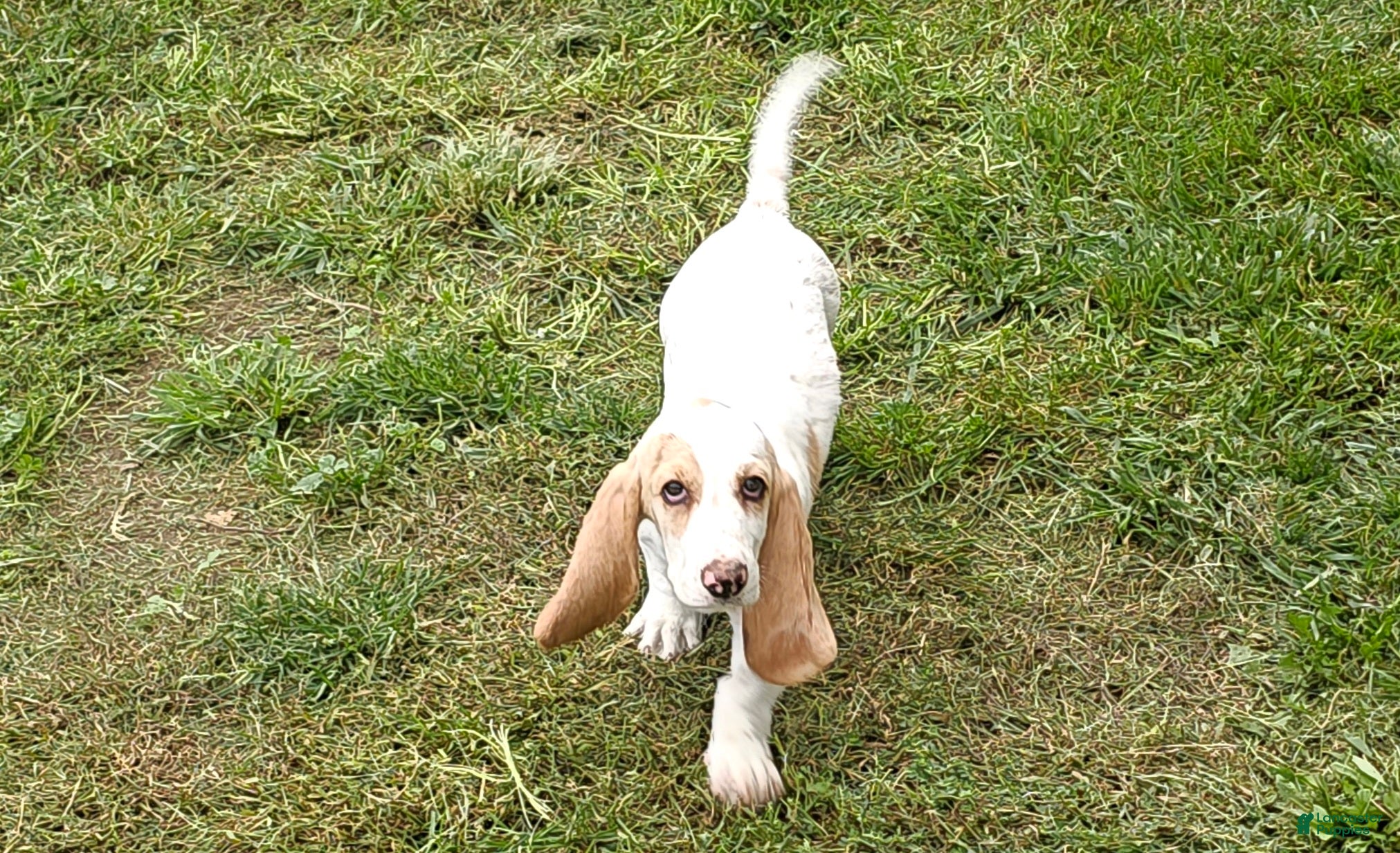 Baby Basset Fauve De Bretagne Price Basset Hound Puppies For Sale