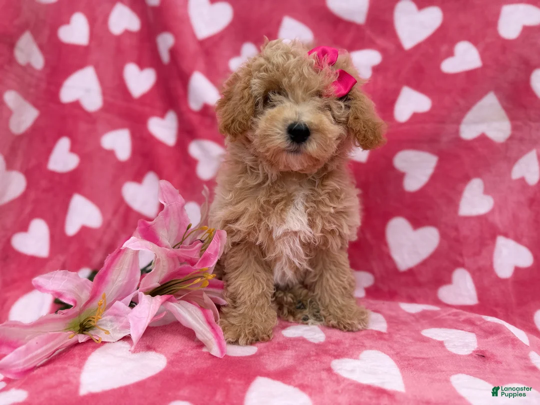 Bichpoo dogs for sale: Pepper - Ad 5