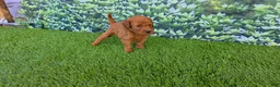 Goldendoodle dogs for sale: Millie - Ad 3