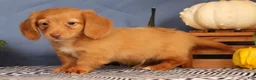 Miniature Dachshund dogs for sale: Jimmy - Ad 7