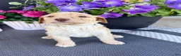 Standard Poodle dogs for sale: Silver Collar - Ad 3