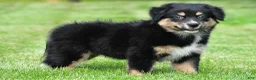 Australian Shepherd dogs for sale: Ethan - Ad 2
