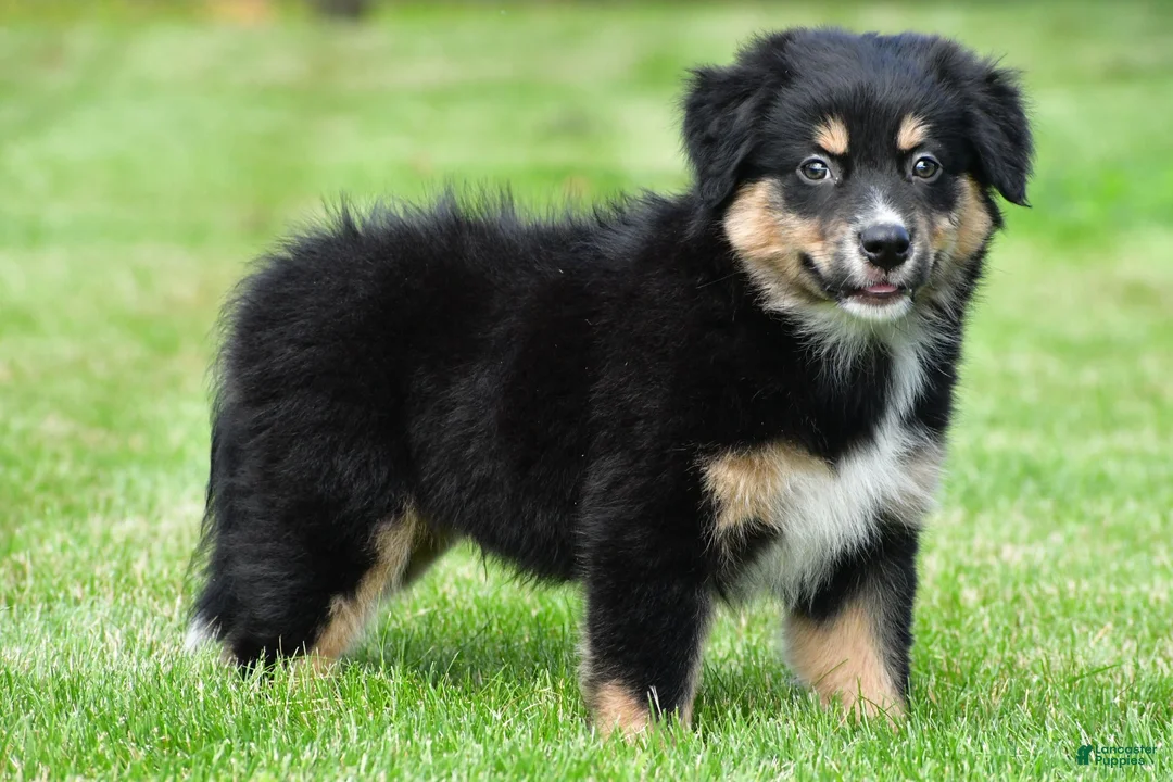 Australian Shepherd dogs for sale: Ethan - Ad 2