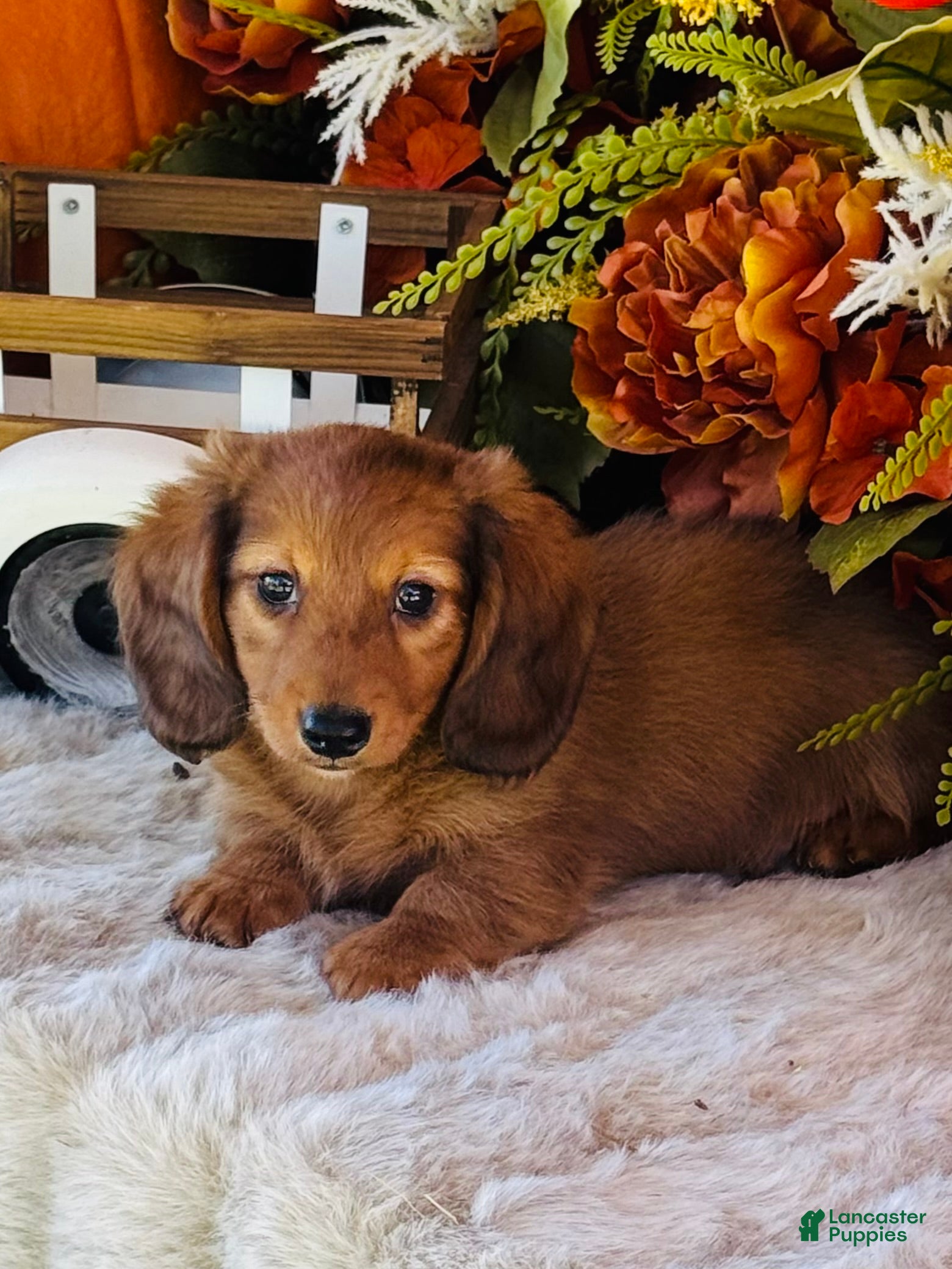 Miniature Dachshund dogs for sale: Boston (Longhair) - Ad 1