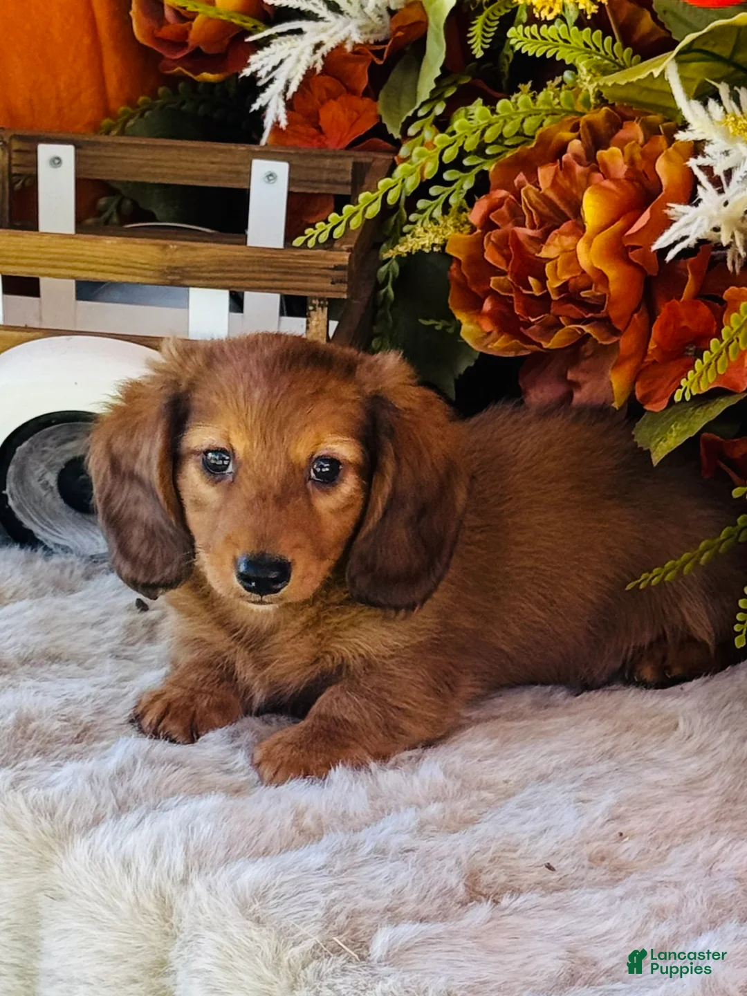 Miniature Dachshund dogs for sale: Boston (Longhair) - Ad 1