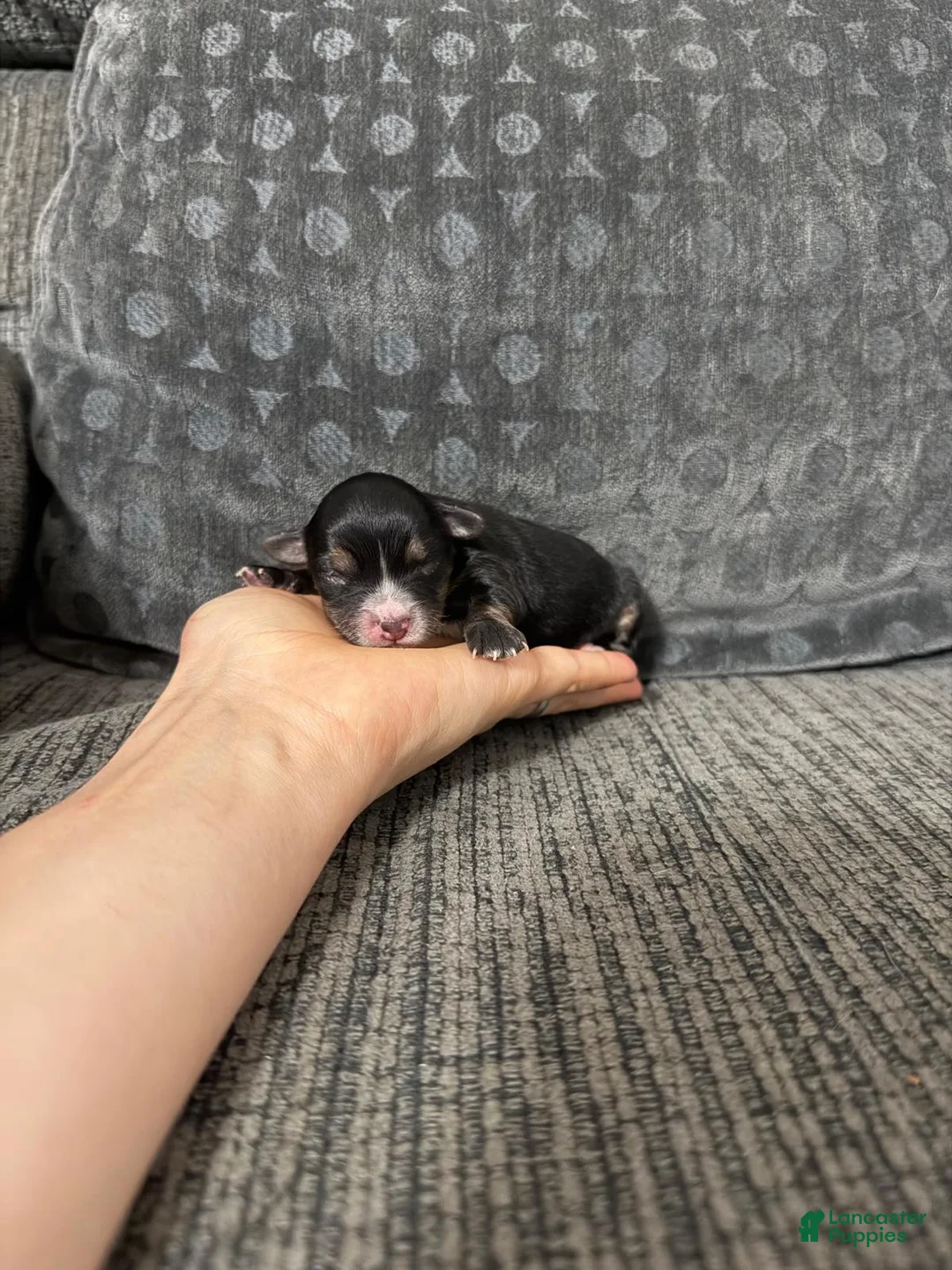 Yorkiepoo dogs for sale: Ace - Ad 5