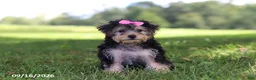 Yochon dogs for sale: Lilac - Ad 3
