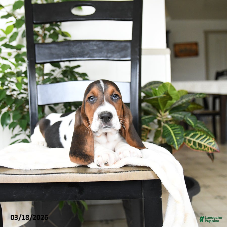 Basset Hound dogs Jupiter - Ad 1