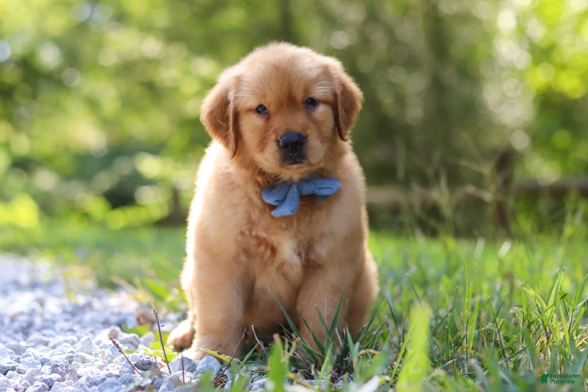 Male Golden Retriever Pleasing Field Bred Golden Retrievers Online