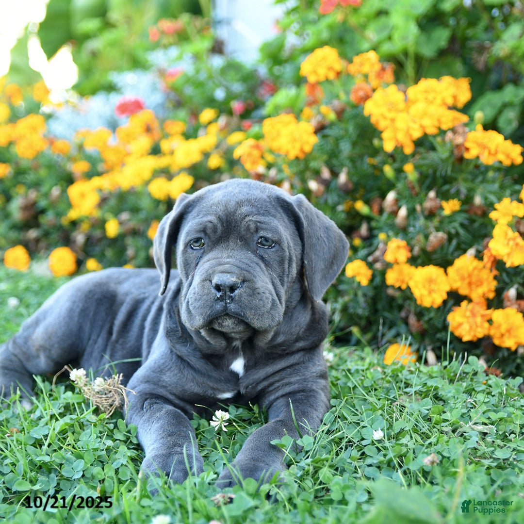 Cane Corso dogs for sale: Abby - Ad 2