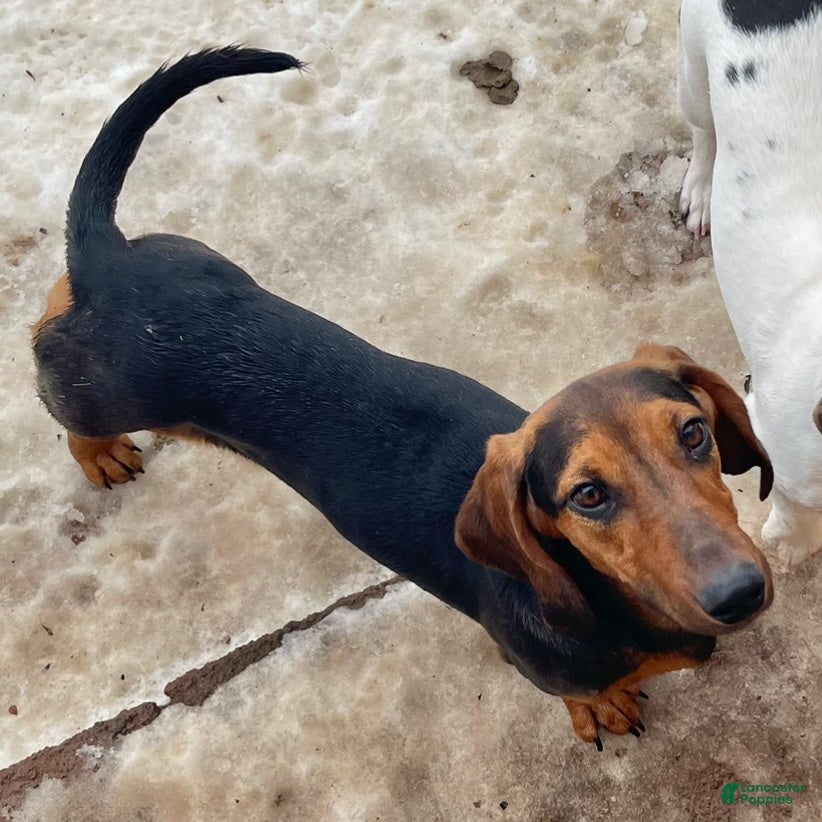 Dachshund dogs Standard George - Ad 37