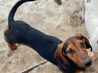 Dachshund dogs Standard George - Ad 37