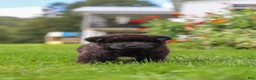 Akita dogs for sale: Nova - Ad 10