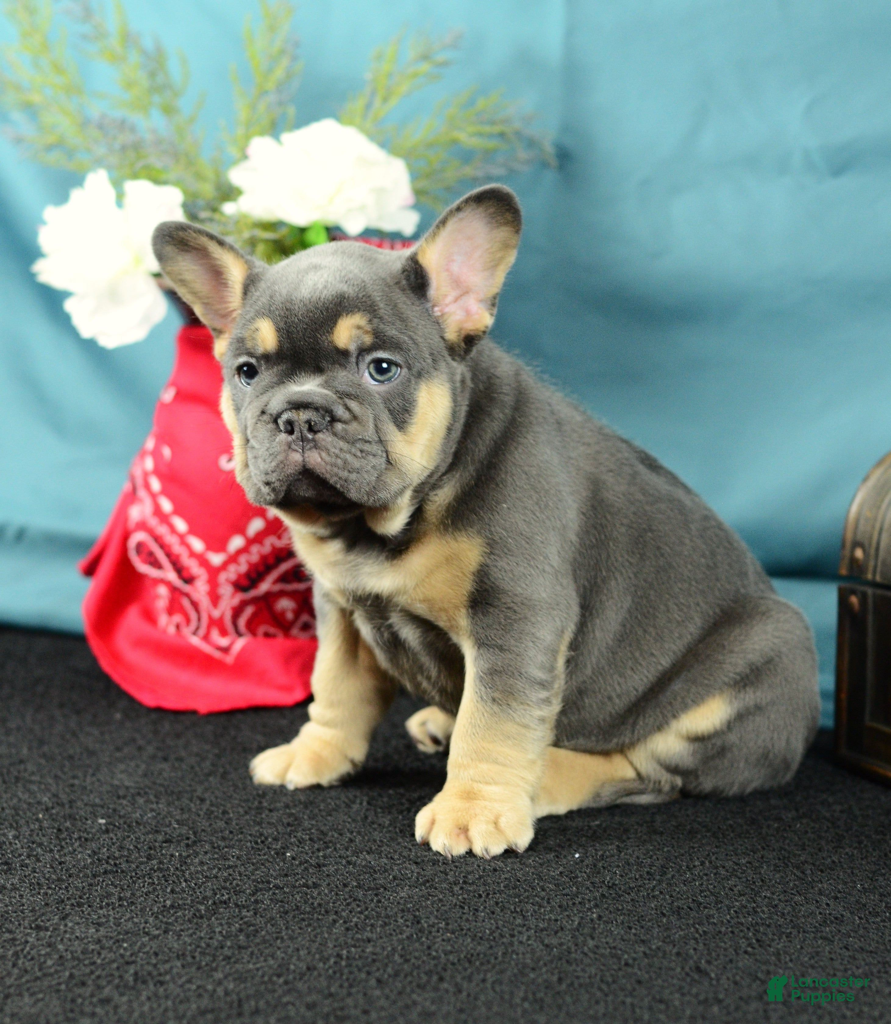 French Bulldog dogs 918 Bud - Ad 1