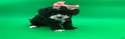 Toy Poodle dogs for sale: betsy - Ad 3