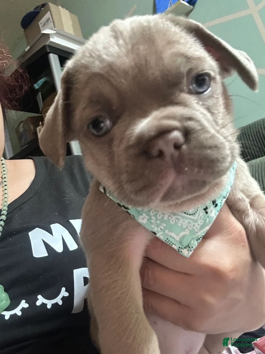 French Bulldog dogs for sale: Moby - Ad 2
