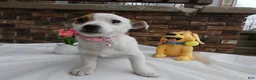Jack Russell Terrier dogs for sale: Jack Russell Terrier Puppy 1 Molly - Ad 3