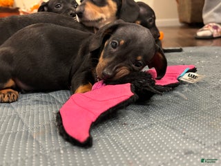 Dachshund dogs - Ad 36