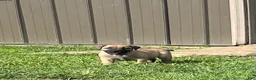 South African Boerboels dogs for sale: South African Boerboels 1 Dark green collar - Ad 3