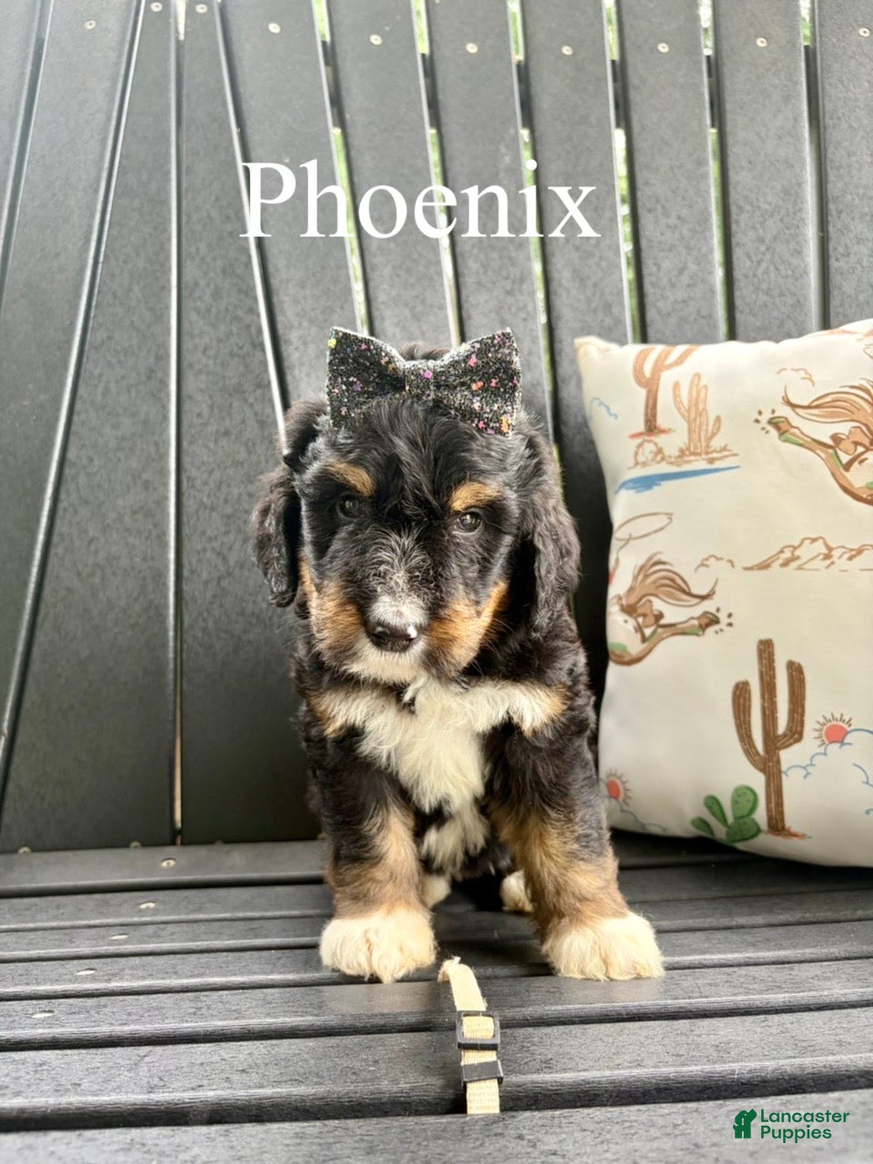 Bernedoodle dogs Phoenix - Ad 2