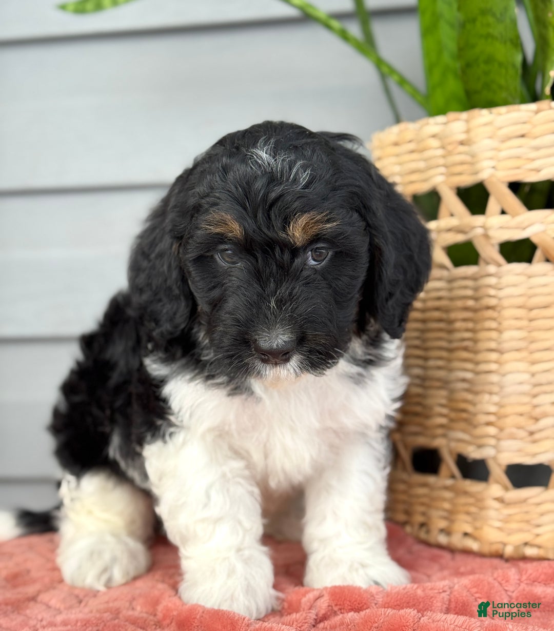 Mini Bernedoodle dogs for sale: Fudge - Ad 4