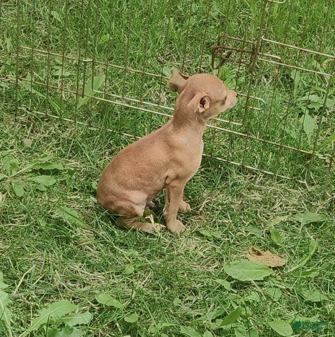 Miniature Pinscher dogs for sale: Rusty - Ad 4