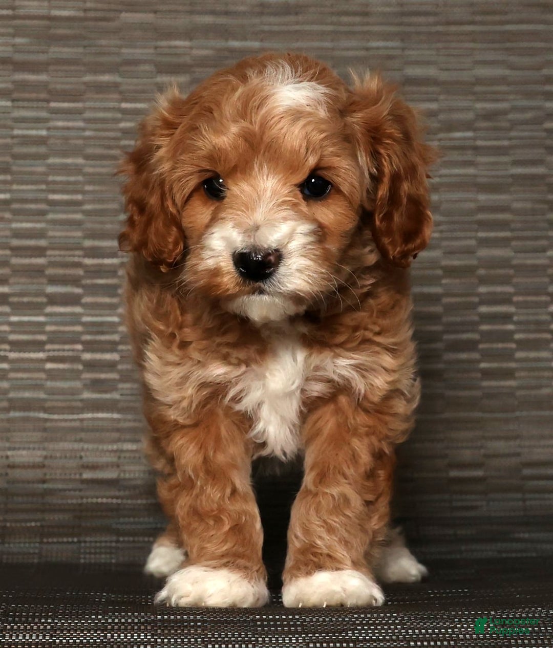 Cockapoo dogs for sale: Nicolas - Ad 6