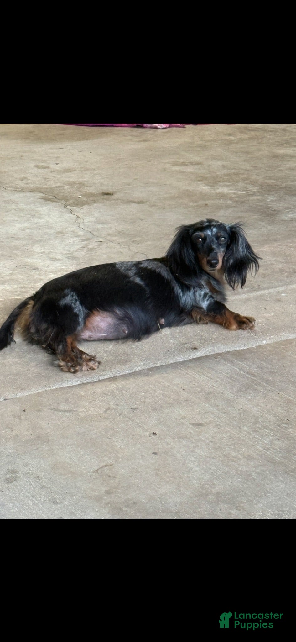 Miniature Dachshund dogs Woody - Ad 2