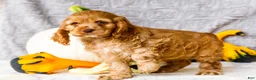 Cocker Spaniel dogs for sale: Penelope - Ad 3