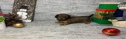 Miniature Dachshund dogs for sale: Nora - Ad 6