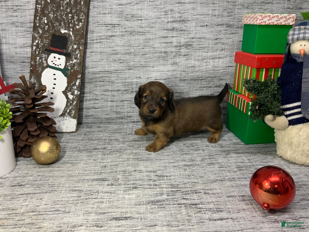Miniature Dachshund dogs for sale: Nora - Ad 6