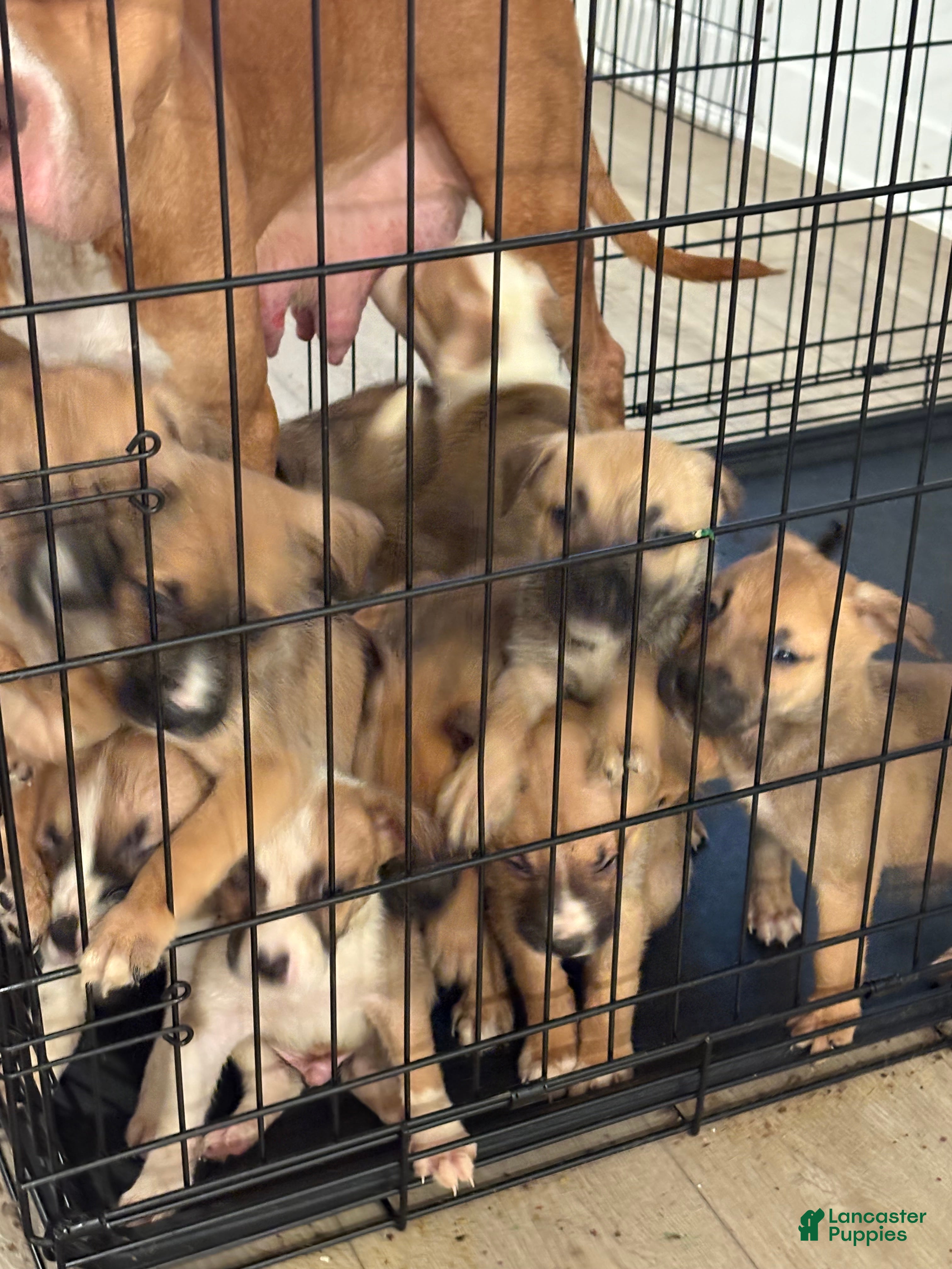 Mixed Breed dogs Mixed Breed Puppy 5 - Ad 19